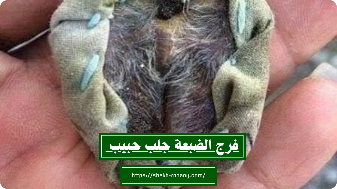 فرج الضبعة جلب حبيب